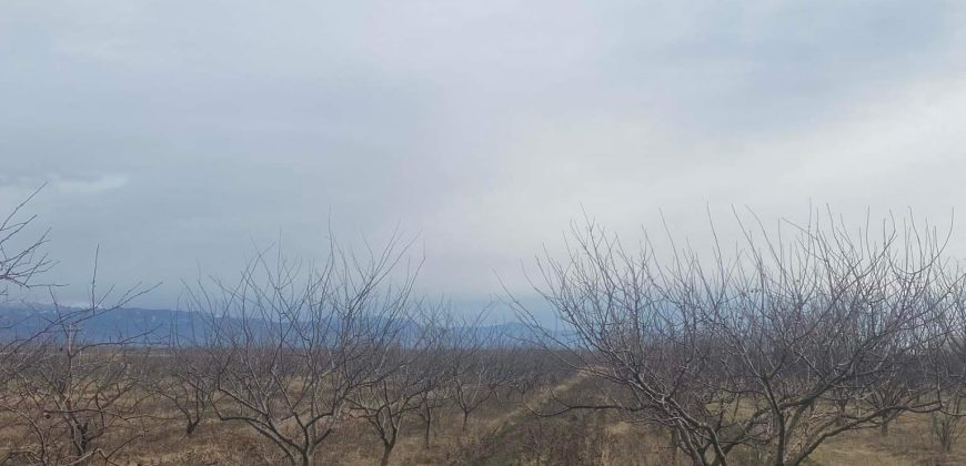 იყიდება მიწის ნაკვეთი გორის რაიონ, სოფ. ყელქცეულში
