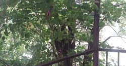 იყიდება სახლი ბორჯომის რაიონ, სოფ. წაღვერში