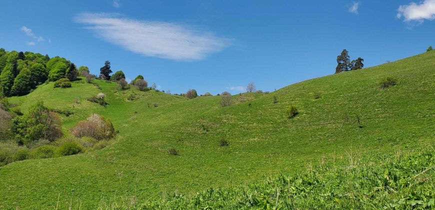 იყიდება მიწის ნაკვეთი თეძმის ხეობაში, სოფ. სახორცეში