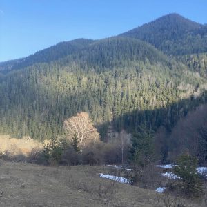 იყიდება მიწის ნაკვეთი გორის რაიონ, სოფ. გაგლოაანთუბანში