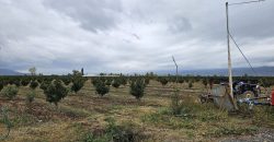 იყიდება საქონლის ფერმა ხეხილის ბაღით გორის რაიონ, სოფ. ბროწლეთში
