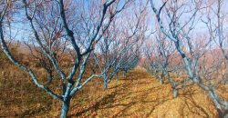 იყიდება მიწის ნაკვეთი კასპის რაიონ, სოფ. ლამისყანაში