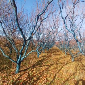 იყიდება მიწის ნაკვეთი კასპის რაიონ, სოფ. ლამისყანაში