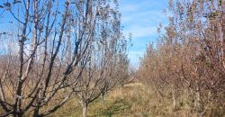 იყიდება მიწის ნაკვეთი კასპის რაიონ, სოფ. ლამისყანაში