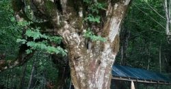 იყიდება ბინა ცაგერში, სოფ. დოღურაში