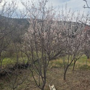 იყიდება მიწის ნაკვეთი გორში, სოფ. ხიდისთავში