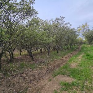 იყიდება მიწის ნაკვეთი გორის რაიონ, სოფ. ბერბუკში