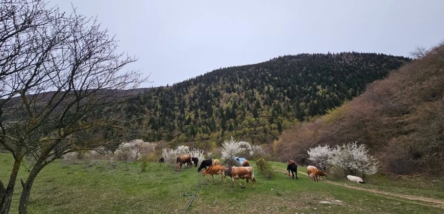 იყიდება მიწის ნაკვეთი გორის რაიონ, სოფ. ღვარებში
